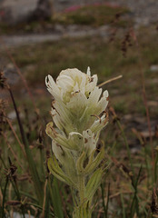 Castilleja parviflora oreopola