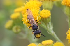 Philanthus triangulum