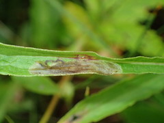 Calycomyza solidaginis