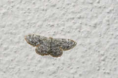 Scopula confinaria