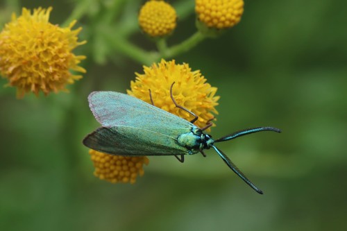 Green Forester Moth, 6731 Otterlo, Nederland, photo 3 of 10