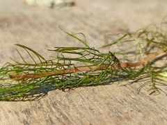 Myriophyllum sibiricum