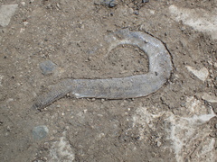 Anguis colchica