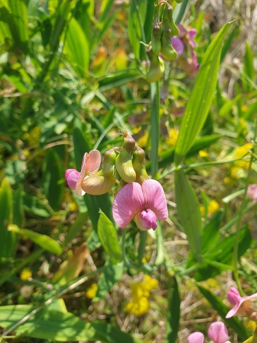 Lathyrus heterophyllus, photograph 3