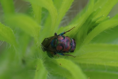 Hedychrum rutilans, 6731 Otterlo, Nederland, photo 7 of 10