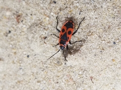 Pyrrhocoris apterus