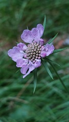 Scabiosa velenovskiana