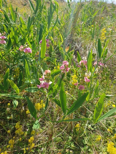 Image of Lathyrus heterophyllus by no rights reserved