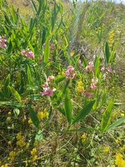 Lathyrus heterophyllus
