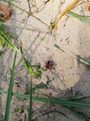 Pyrrhocoris apterus