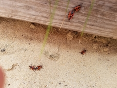 Pyrrhocoris apterus