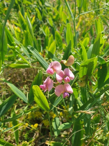 Lathyrus heterophyllus, photograph 5