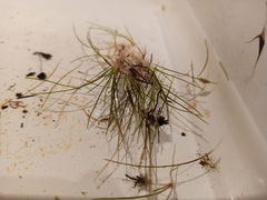 Eleocharis acicularis