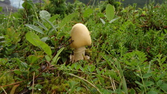Amanita flavescens