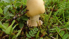 Amanita flavescens