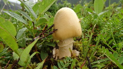 Amanita flavescens