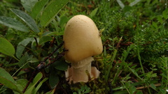 Amanita flavescens