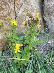 Hypericum attenuatum