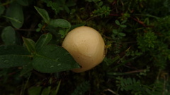 Amanita flavescens
