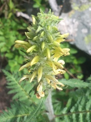 Pedicularis bracteosa paysoniana