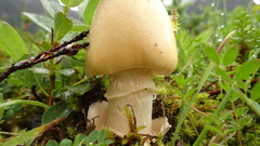 Amanita flavescens