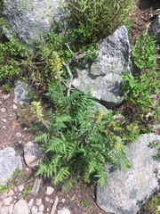 Pedicularis bracteosa paysoniana
