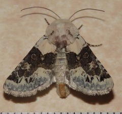 Triocnemis saporis