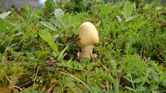 Amanita flavescens