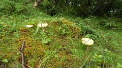 Amanita flavescens