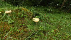Amanita flavescens
