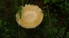 Amanita flavescens