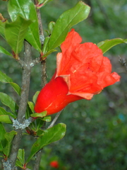 Punica granatum