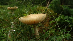 Amanita flavescens