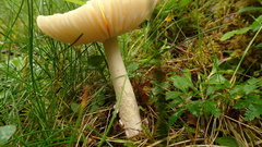 Amanita flavescens