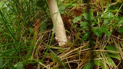Amanita flavescens