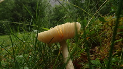 Amanita flavescens