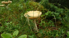 Amanita flavescens