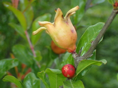 Punica granatum