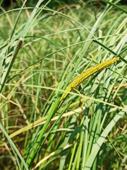 Carex rostrata