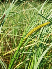 Carex rostrata
