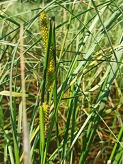 Carex rostrata