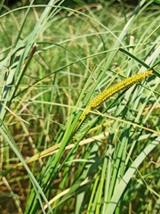 Carex rostrata