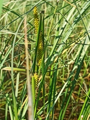 Carex rostrata