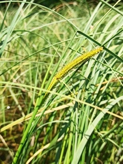 Carex rostrata