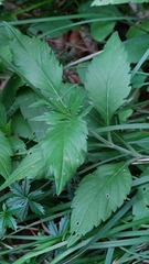 Scabiosa velenovskiana