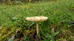 Amanita flavescens