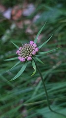Scabiosa velenovskiana