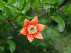 Punica granatum