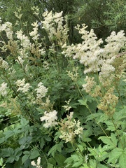 Filipendula ulmaria