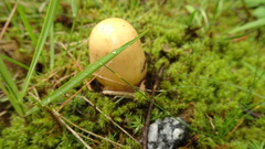 Amanita flavescens